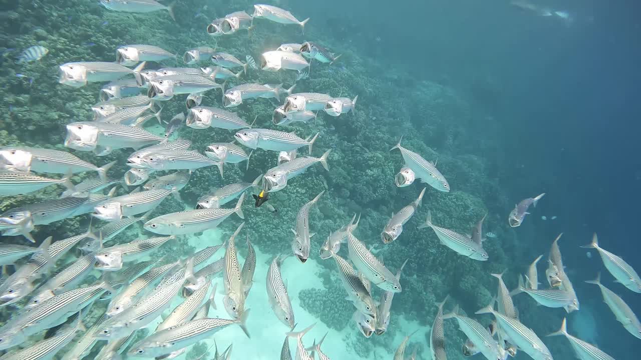 Swimming group of small fish near to the coral reef. Close up shot. Shot was taken at Egypt Marsa Alam