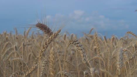 view of beautiful ripe golden wheat sprouts in the cereal field at sunset, rich harvest concept, close up shot