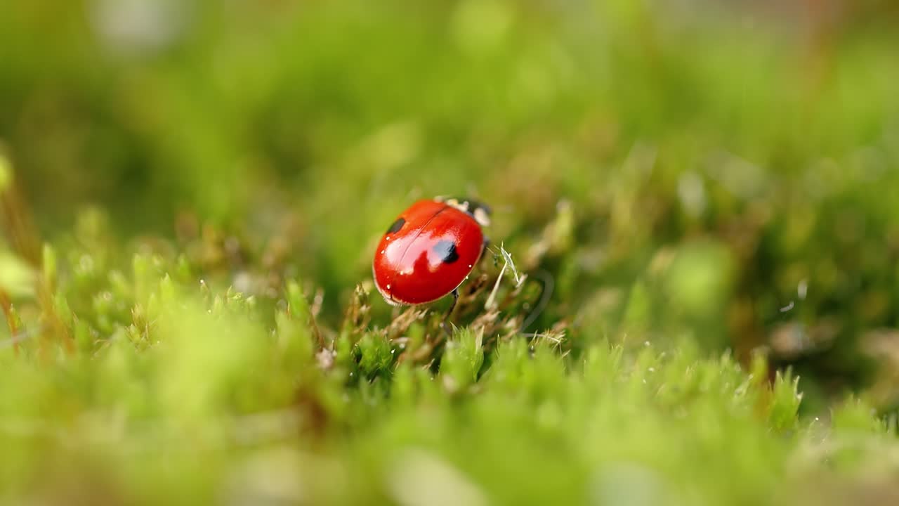 숲 속 의 초록 잔디 에 있는 여우벌레 의 가까운 야생 동물
