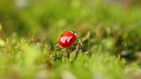 close-up de la vida silvestre de una mariquita en la hierba verde en el bosque