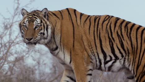 tiger walking with eyes fixed on prey in distance - medium shot