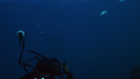 un fotógrafo submarino toma una foto de un grupo de peces contra el fondo azul profundo del océano