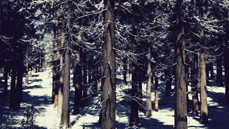 Puesta-De-Sol-O-Amanecer-En-El-Bosque-De-Pinos-De-Invierno-Cubierto-De-Nieve