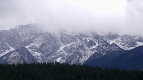 dense thicket with snowscape mountains at the background