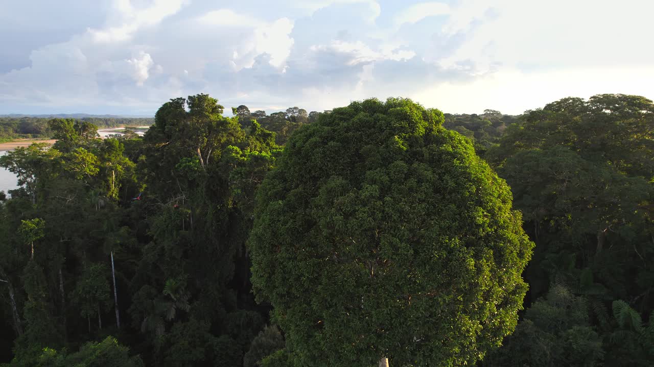 Vista aerea che gira intorno a un gigantesco albero amazzonico mentre are colorate volano attraverso la lussureggiante volta della foresta pluviale del Perù
