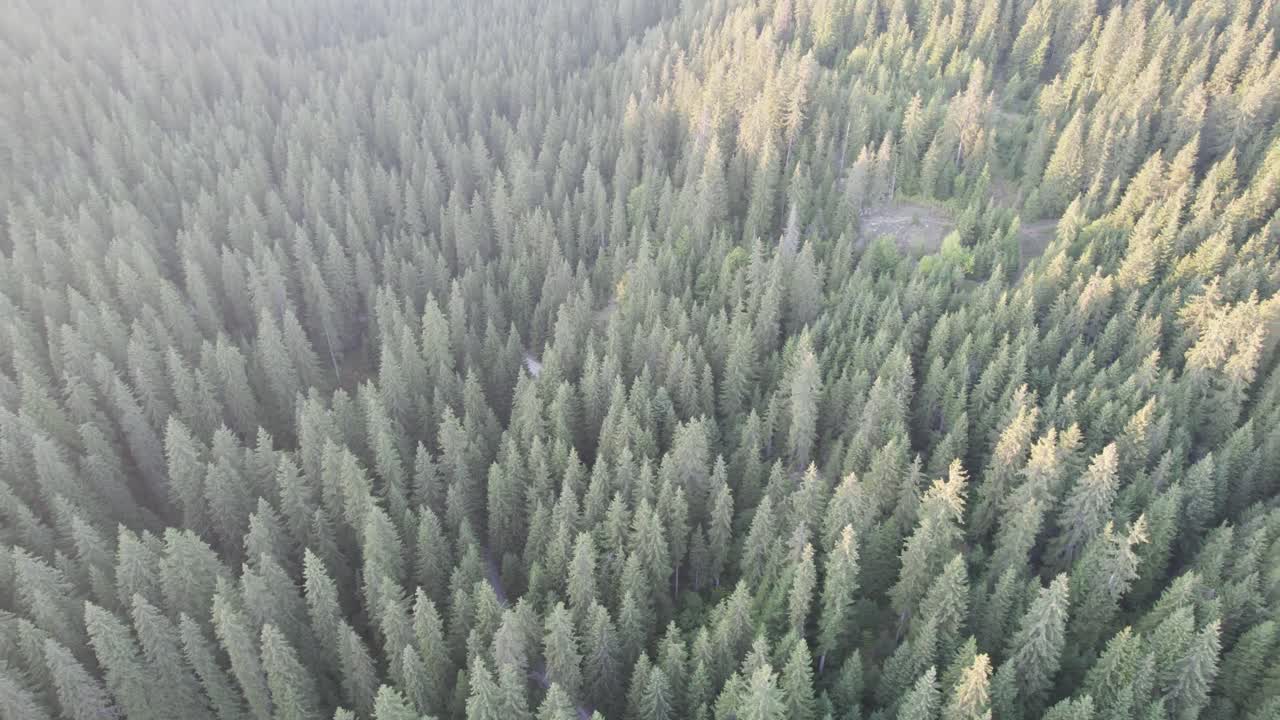 Ilmakuva metsästä Bosniassa auringonlaskun aikaan. Dronekuva lentämässä mäntyjen latvojen yli, luontoaiheinen taustamateriaali 4K-resoluutiolla.