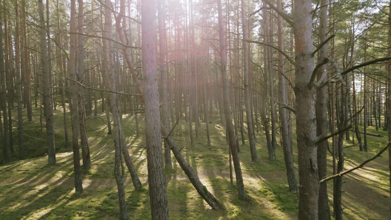 lilaste de letonia en el mes de marzo