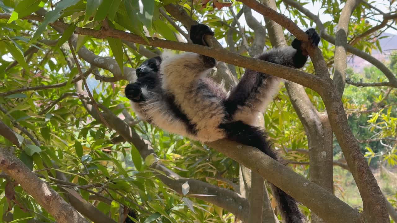 Lêmure-de-gola-branco-e-preto sentado em uma árvore. Madagascar