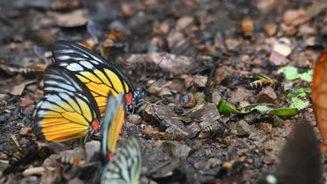 Orange-Gull,-Cepora-iudith,-seen-in-the-middle-of-bees-and-other-butterflies-feeding-on-minerals