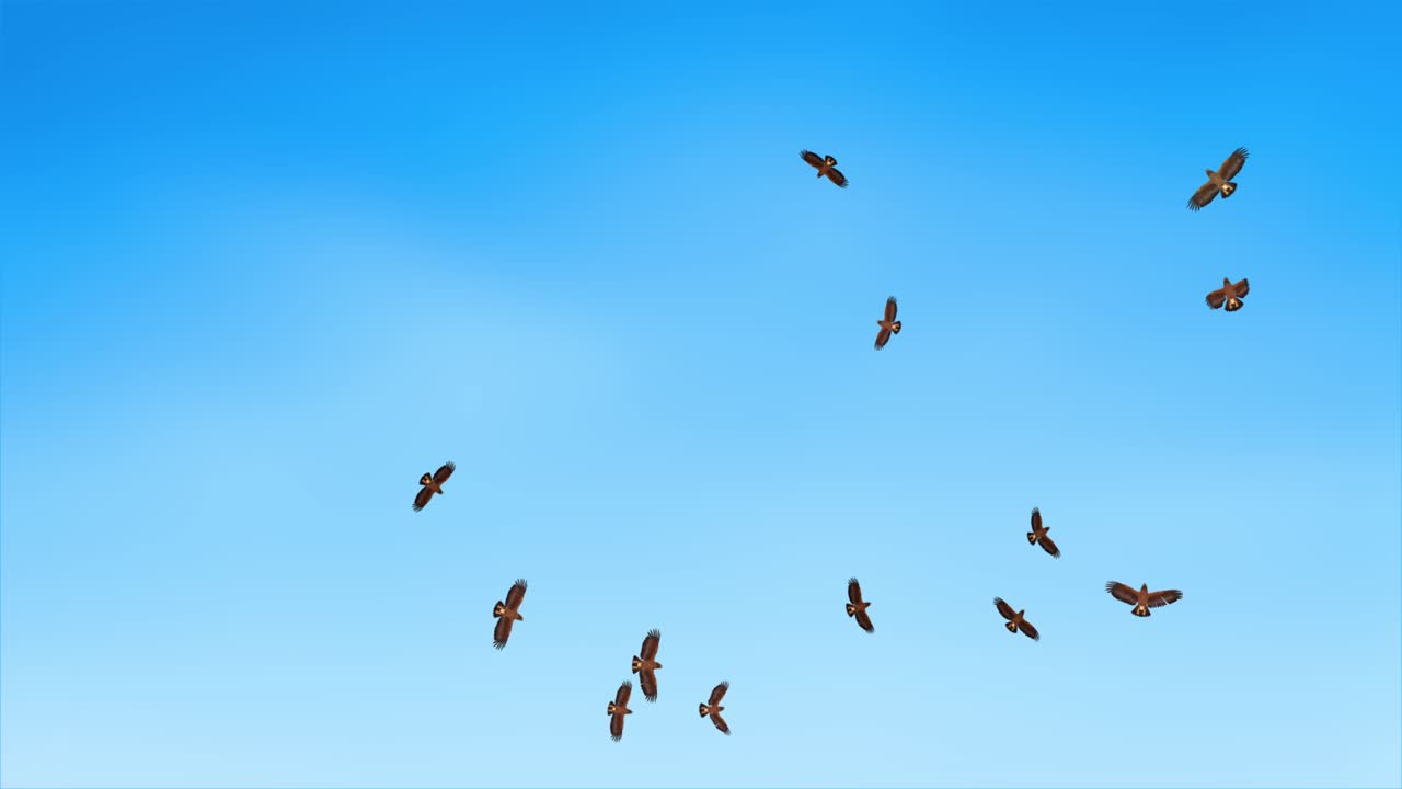 Group of greater spotted eagles flying in the sky and gliding slowly and majestic eagle is a bird of