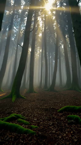 rayos de sol en un bosque de niebla