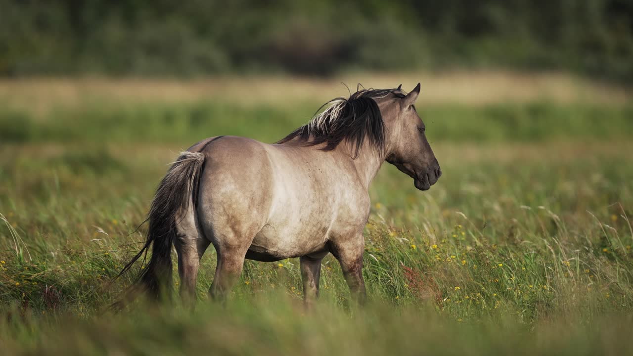 toma estática de cerca de un caballo salvaje gris dapple de pie en un campo cubierto de hierba de las dunas de wassenaar, países bajos, cámara lenta