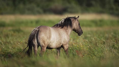 Close-up-static-shot-of-a-dapple-grey-wild-horse-standing-in-a-grassy-field-of-the-Wassenaar-Dunes,-Netherlands,-slow-motion