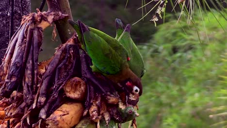 Beautiful-Brown-hooded-parrots-eating-fruit-up-on-a-tree-branch---Close-up