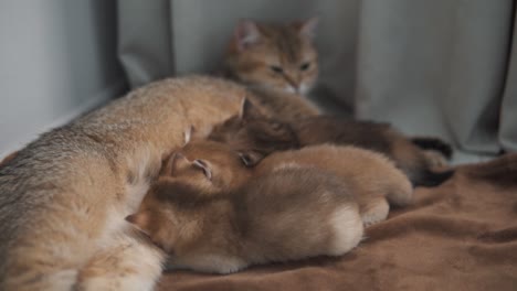 four british golden chinchilla kittens are nursing their mother cat's milk, while the mother cat calmly lies and watches