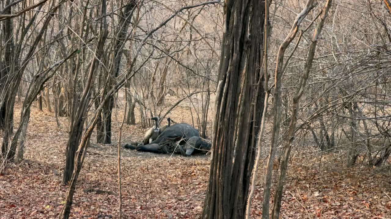 등 새끼 (gyps africanus) 가 전날 밤 남 루앙가 국립 공원에서 사자가 죽인 버팔로를 먹고 있다.