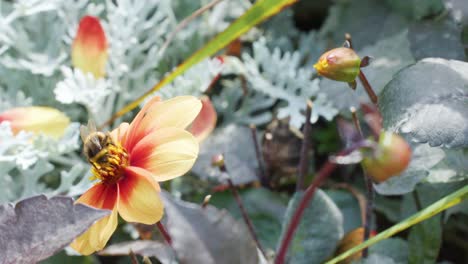 a bumblebee feeds on pollen from a yellow and red flower in a sunlit garden, with gentle camera movement and soft natural lighting
