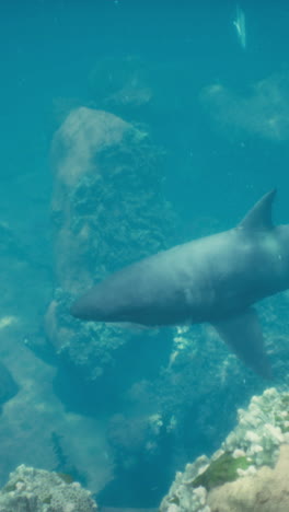 close-up of a shark swimming underwater