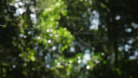 a delicate spider’s web gently sways in the wind, glistening in the light and showcasing its intricate design against a natural backdrop.
