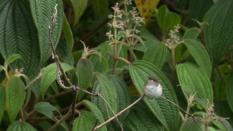 Colibrí-Centelleante-Posado-En-Una-Ramita