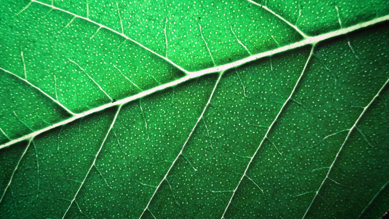 Super macro shot of a leaf's veins