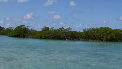 tomada estática de algunos árboles en el océano en exuma en las bahamas
