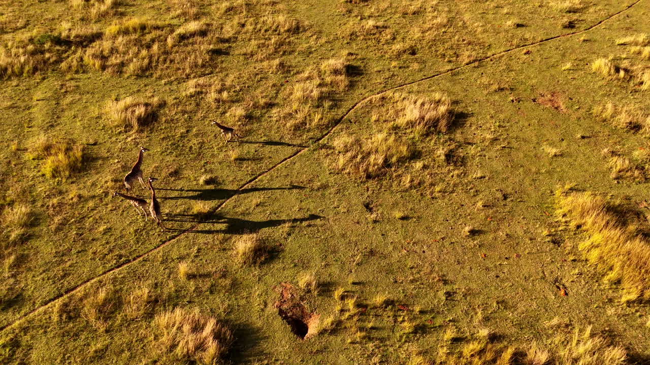 Golden hour drone view of Cape giraffe with long shadows next to game path