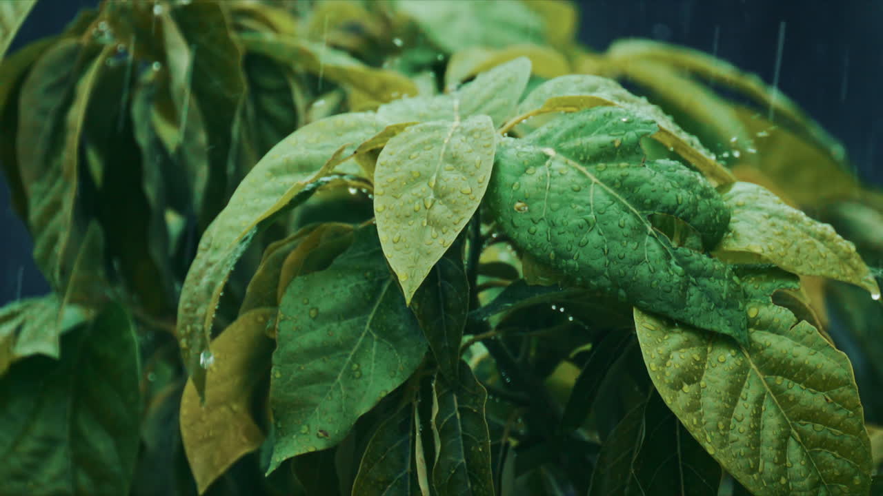A tight close up of wet leaves with visible raindrops and rainfall streaks, creating a soft, moody, natural atmosphere