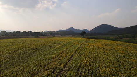 Sunflower-Field-in-the-afternoon,-Khao-Yai,-Nakhon-Ratchasima,-Thailand