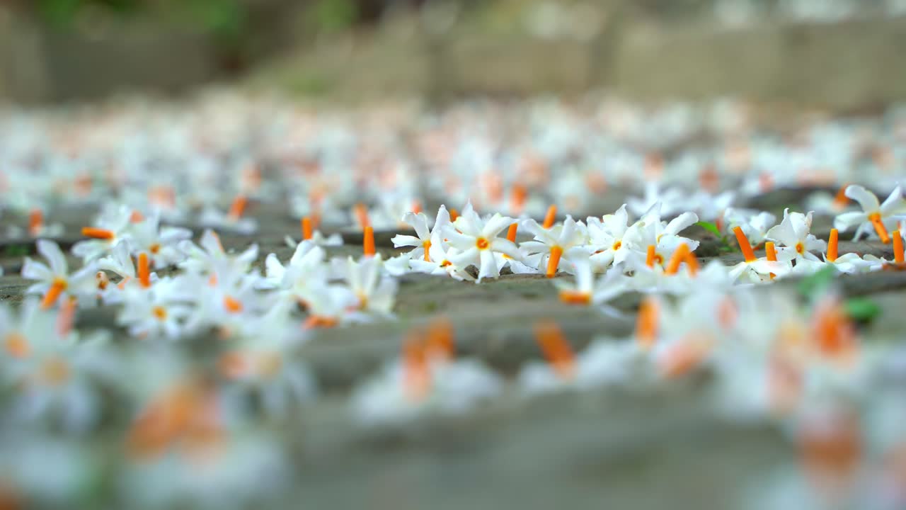 밤 재스민, 슬리 또는 셰팔리 꽃은 가을 시즌에 사라디야 또는 두르가 푸자 축제의 상징 꽃입니다