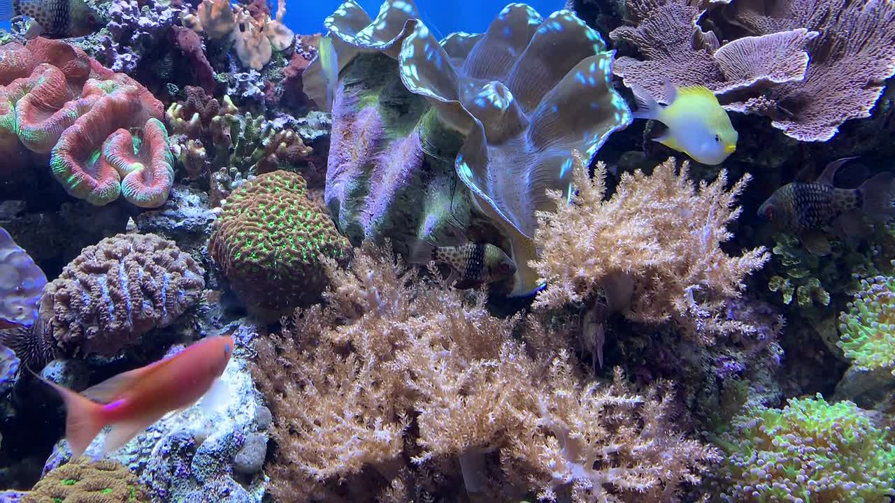 A colorful tropical fish aquarium full of life and movement