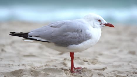 common silver gull, chroicocephalus novaehollandiae perched on the sandy beach on a windy day at the coastal environment, gold coast, queensland, australia