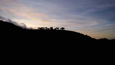 Silhouette-Von-Kühen,-Die-Auf-Dem-Bergrücken-Gegen-Den-Lebendigen-Sonnenuntergangshimmel-Laufen