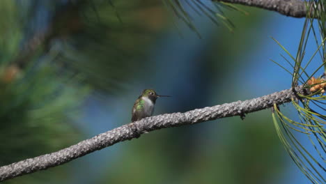 colibrí de colorado rubí garganta rufous hermosa mañana cielo azul primavera verano aspen estados unidos evergreen vail aspen naturaleza vuelo de la rama del árbol cinematográfico cámara lenta teleobjetivo zoom de cerca