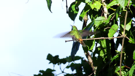 el colibrí de orejas violetas menores llama al bosque de nubes en bolivia