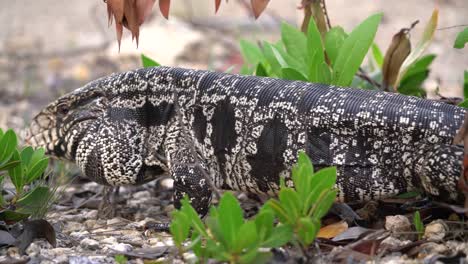 a tegu lizard crawls through the brush in florida