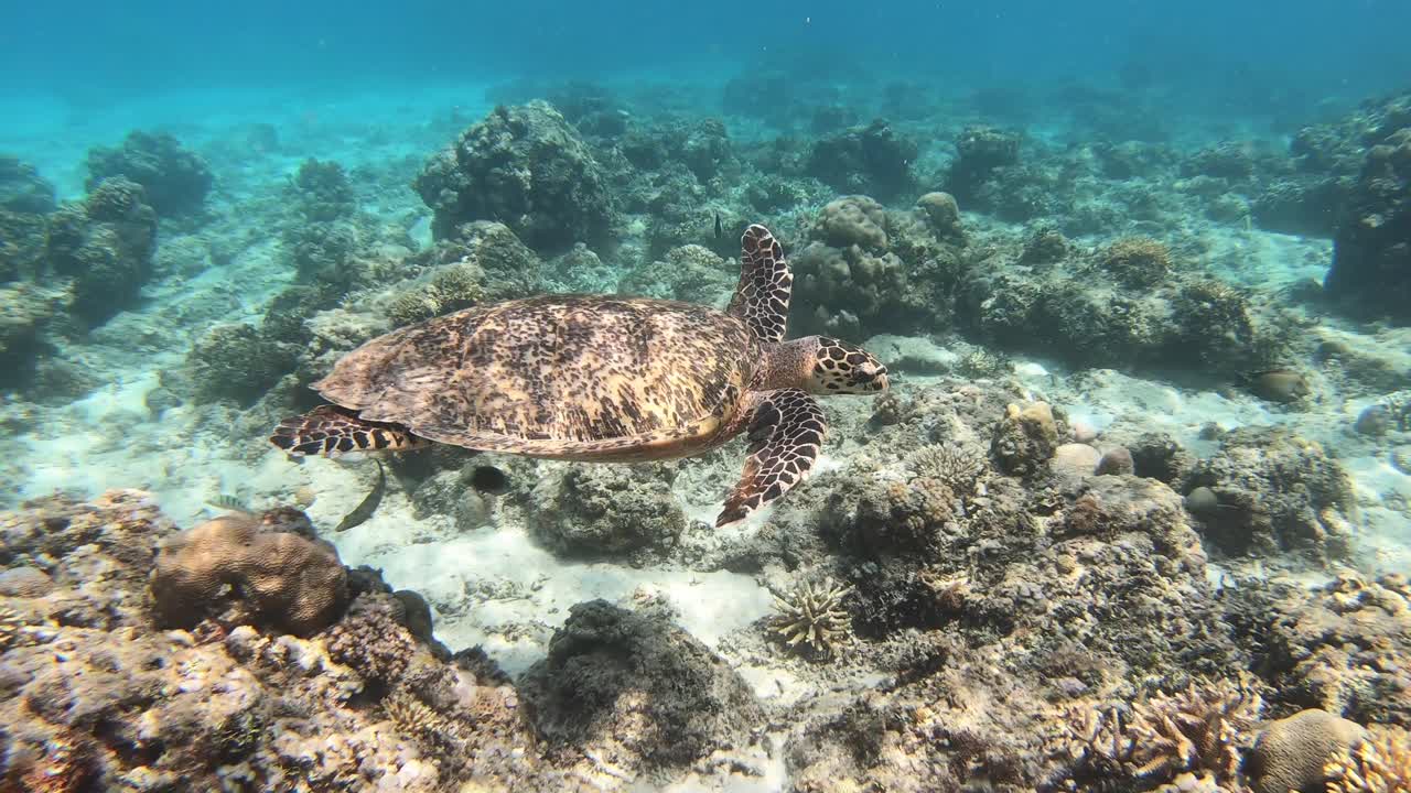 Underwater video of tropical sea turtle marine life in ocean. Beautiful wild animal swimming in blue water. Snorkelling on Gili Islands, Indonesia