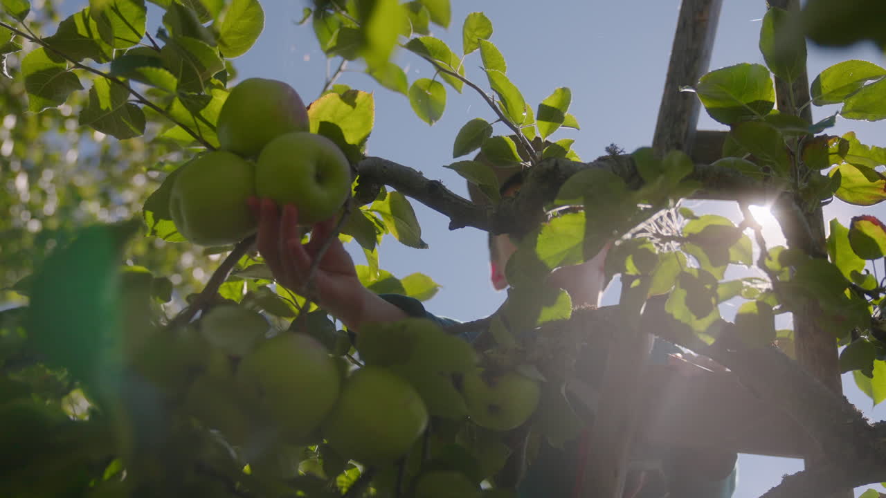 Little boy reaching through a tree tp pick a ripe apple on a sunny day