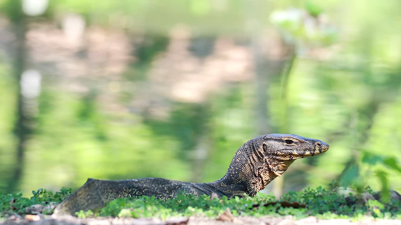 울창한 녹색 공원을 가로질러 움직이는 도마을 모니터