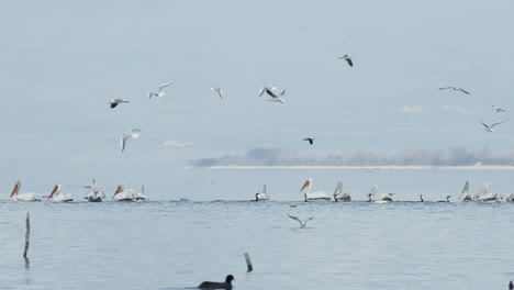 Eine-Gruppe-Krauskopfpelikane-Schwimmt-In-Zeitlupe-Im-Kerkini-See-In-Griechenland