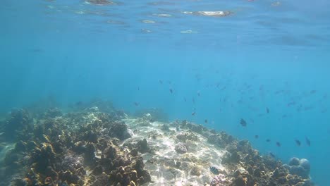 school of sargent major fish fills the water above a shallow pinnacle on a coral reef in the gulf of thailand, darting and swimming