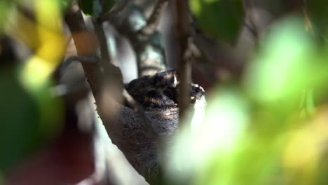 Little-willie-wagtail,-rhipidura-leucophrys-chicks-roosting-in-the-nest-on-a-tree-branch,-close-up-shot-of-wildlife-bird-species