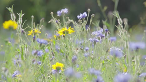 many yellow and blue wildflowers are in bloom in a lush green field