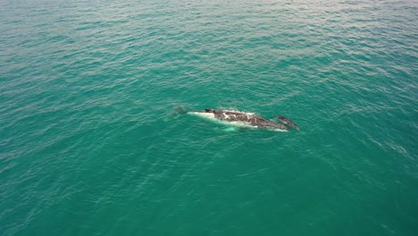 Orbiting-aerial-of-Humpback-whale-mom-and-baby-in-clear-green-ocean