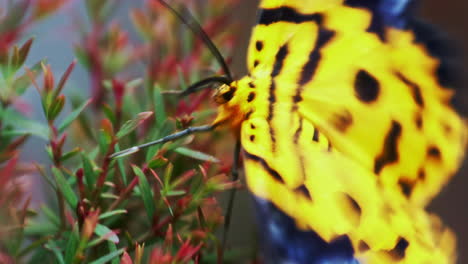 falsa polilla tigre sentada en una rama, sus alas amarillas revoloteando en el viento