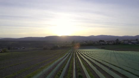 Drone-Volando-A-Baja-Altura-Sobre-Campos-Cultivados-Al-Atardecer,-Región-De-Auvergne-rhône-alpes-En-Francia