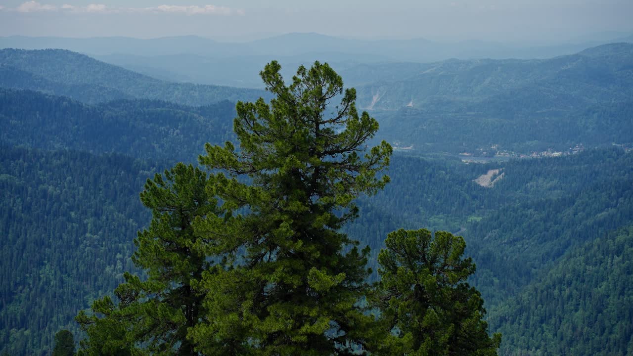 Mountain View with Pine Trees