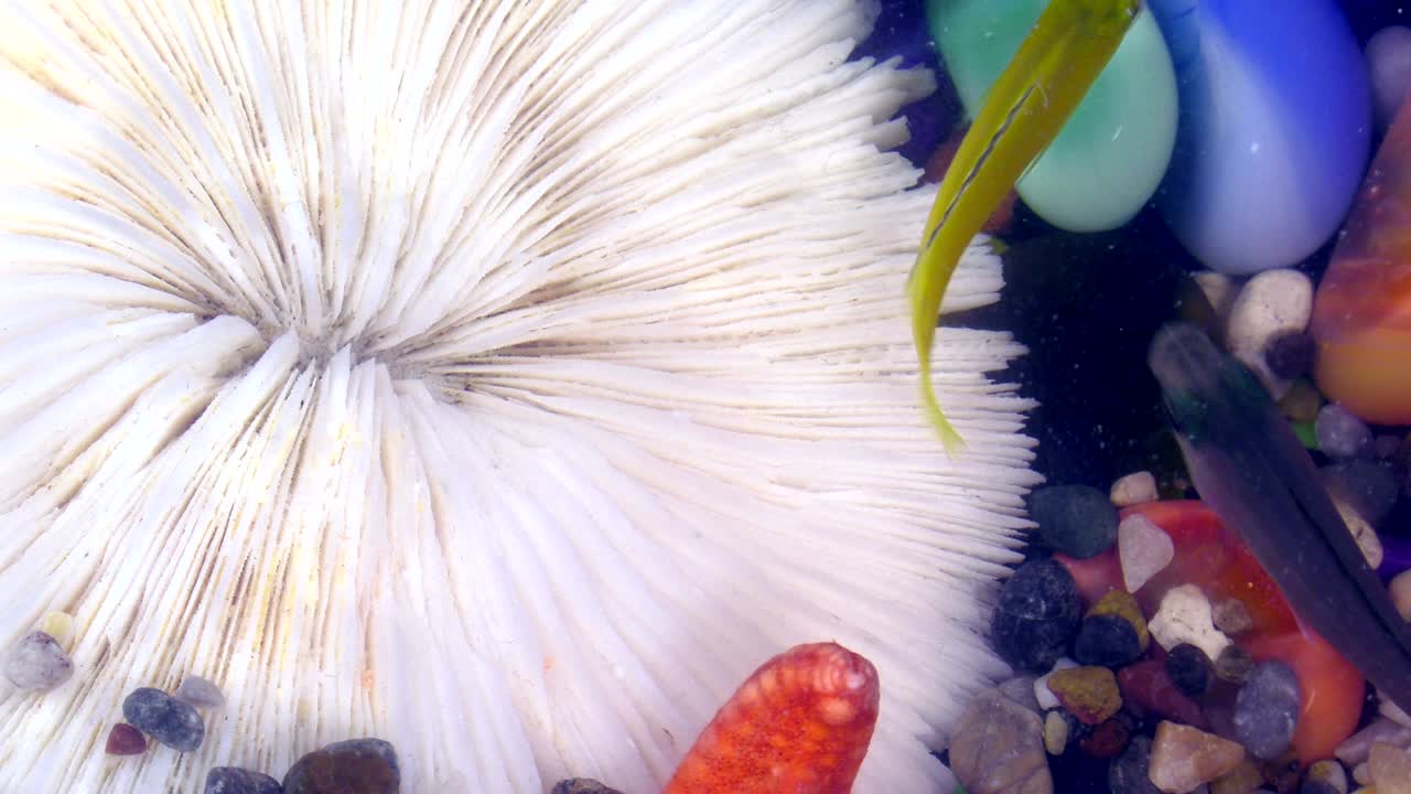 peces bajo el agua en un acuario colorido