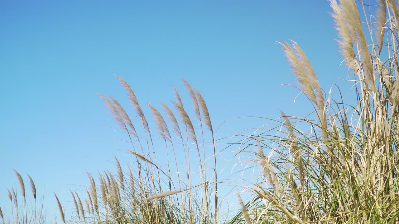 4K cortaderia selloana commonly known as pampas grass shaking in the wind with the blue sky in the background. 60fps