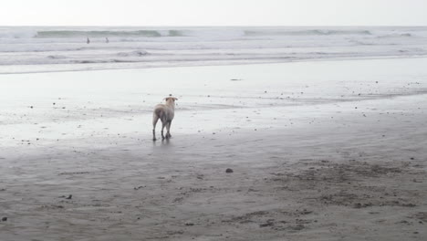 dog running on sandy shore of olon beach